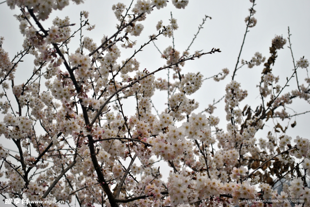 樱花