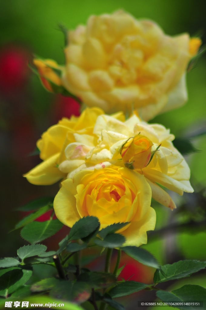 月季花