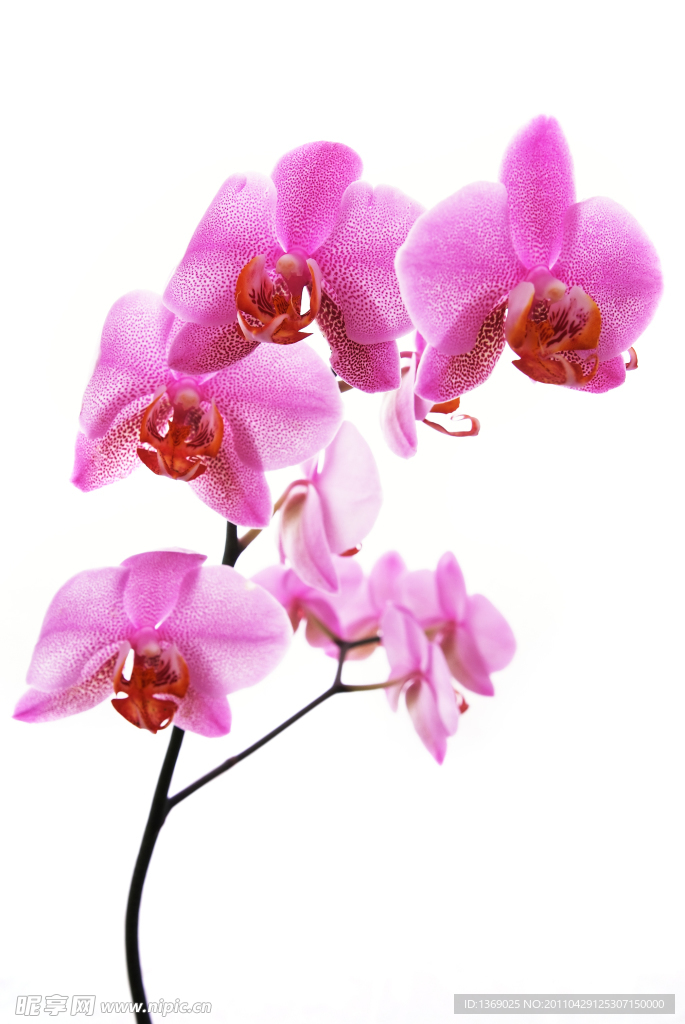 兰花