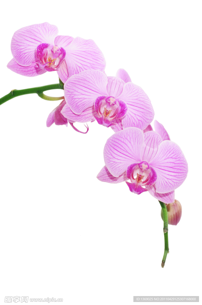 兰花