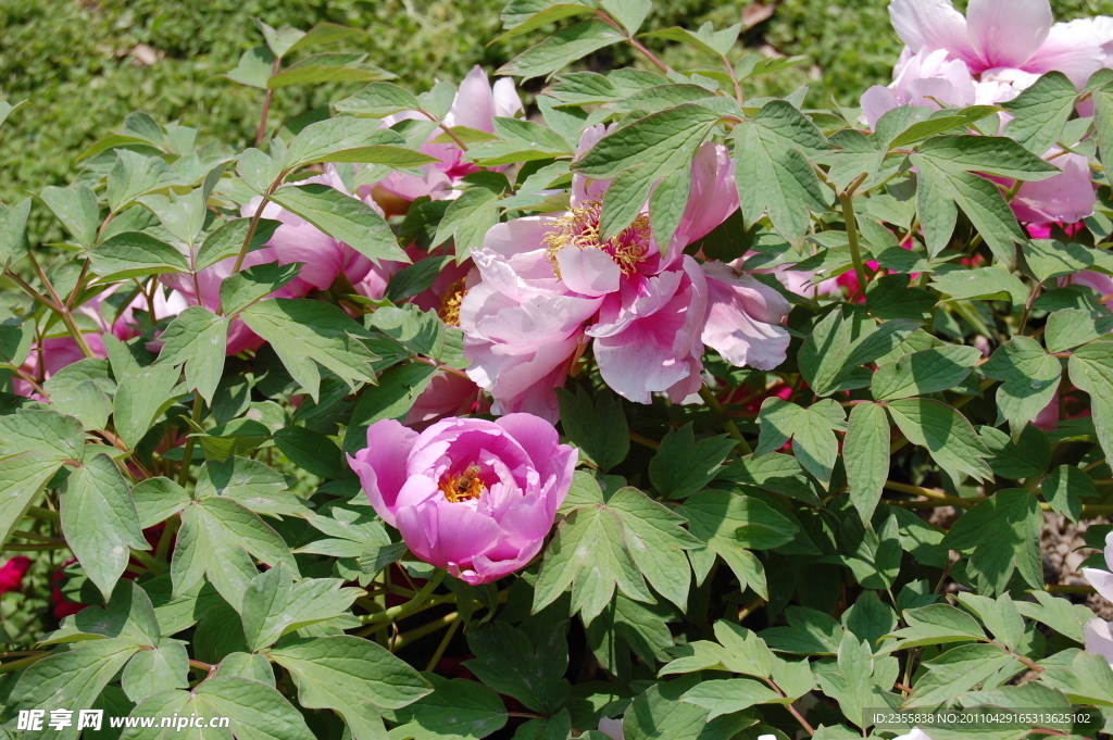 花卉