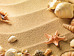 沙滩 海星 贝壳