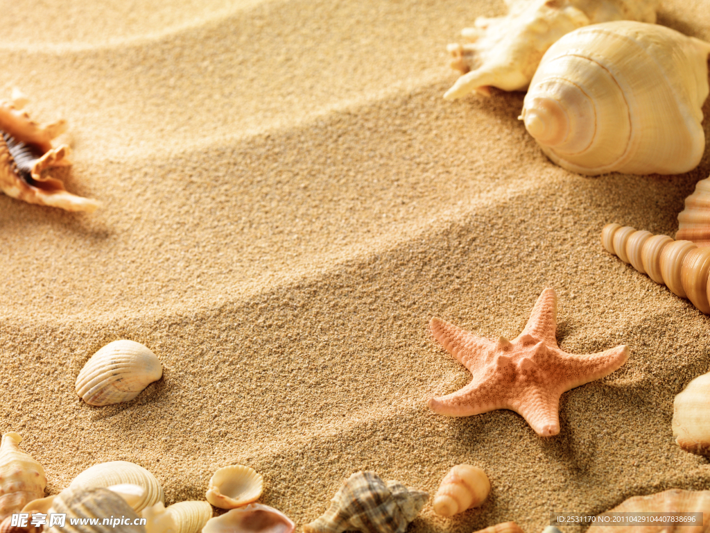 沙滩 海星 贝壳