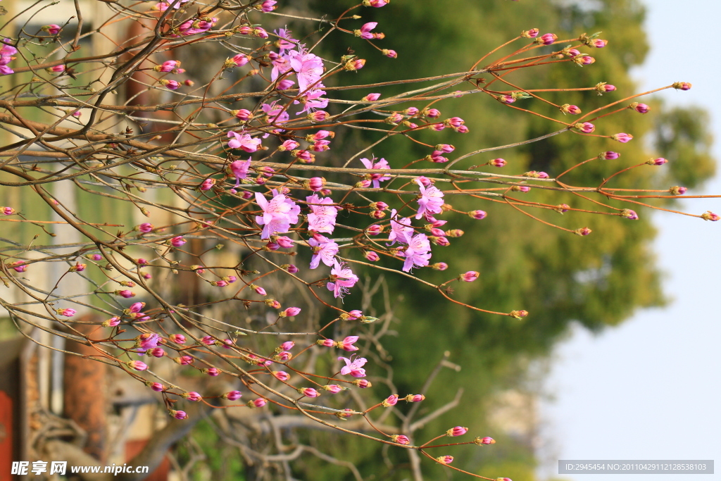 玉兰花