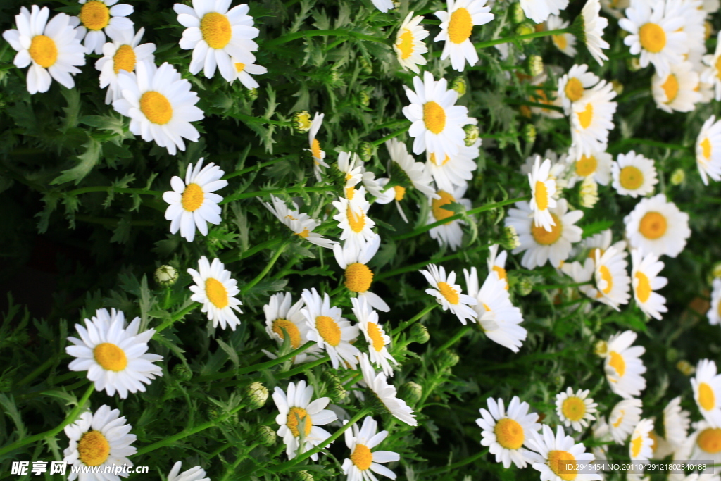小雏菊