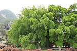 大榕树