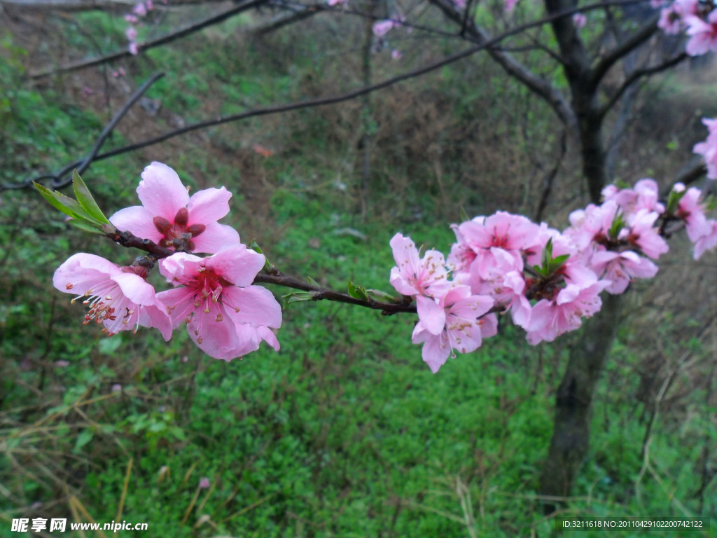 桃花