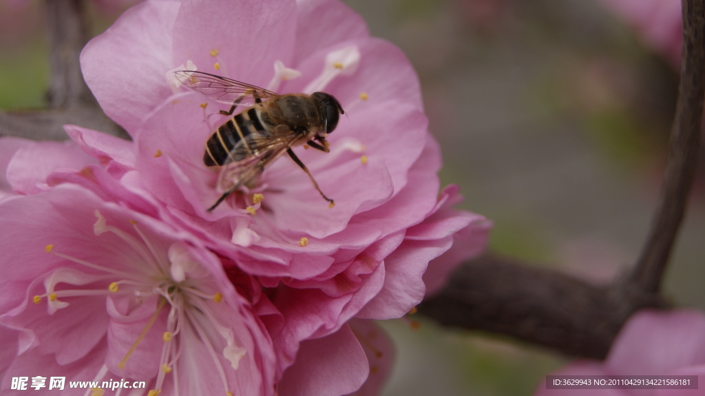蜜蜂恋梅花