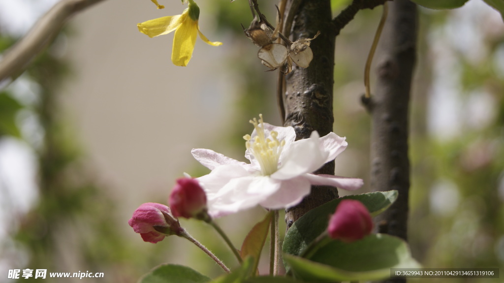 梅花