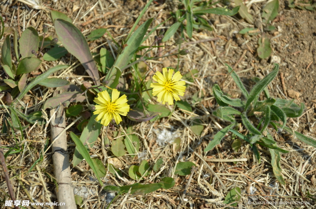 苦菜花