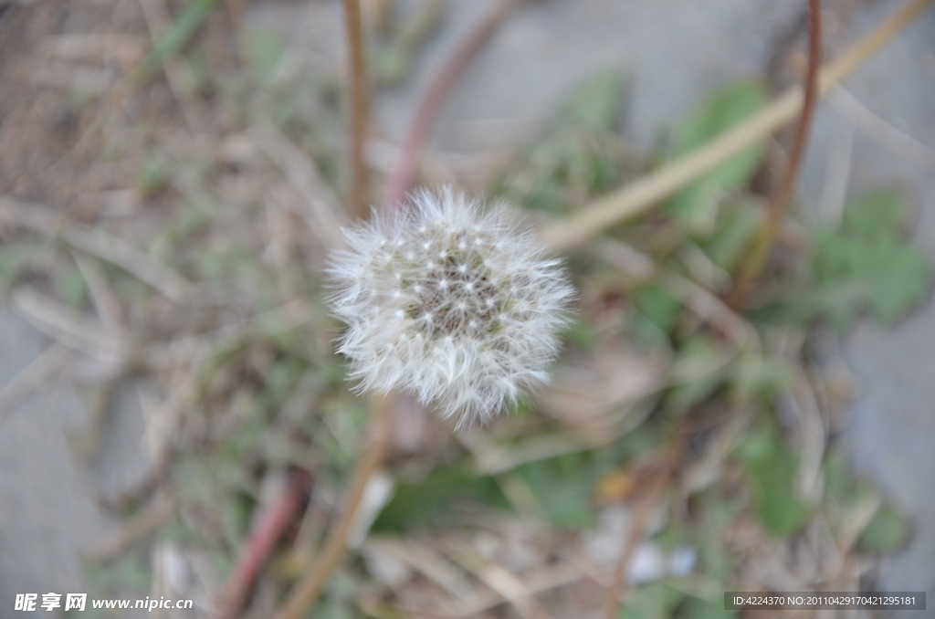 蒲公英种子花