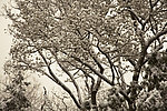 白雪挂树