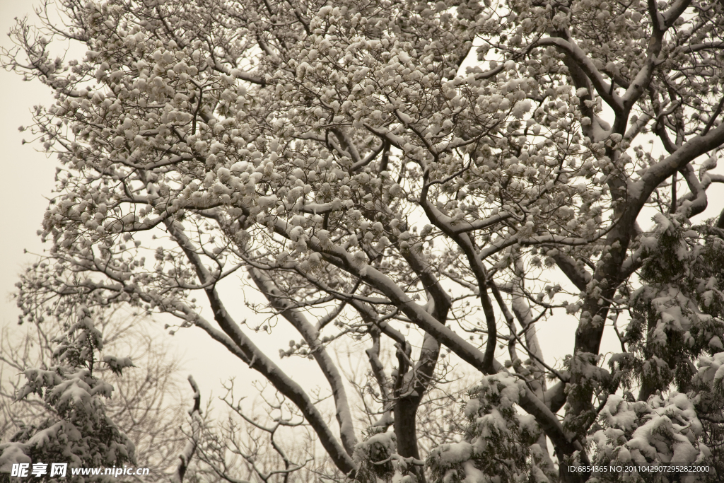 白雪挂树