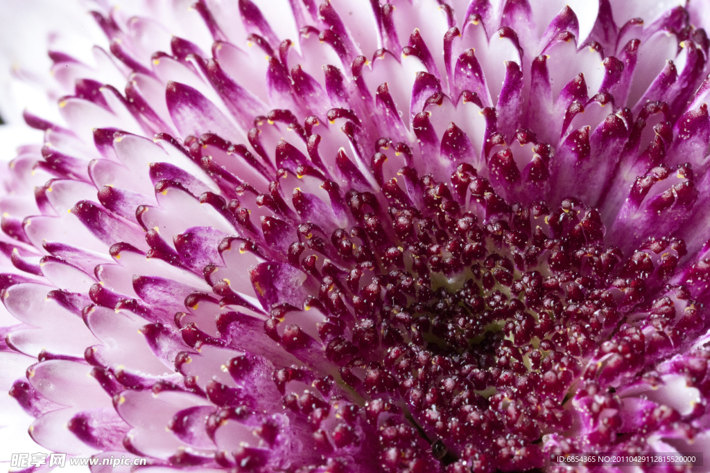 雏菊