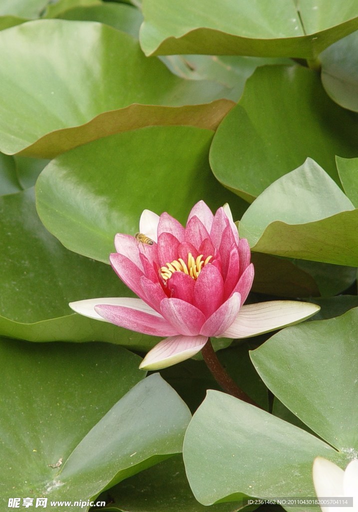 睡莲