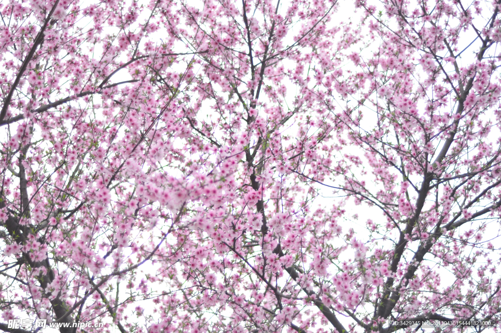 开满花的桃树