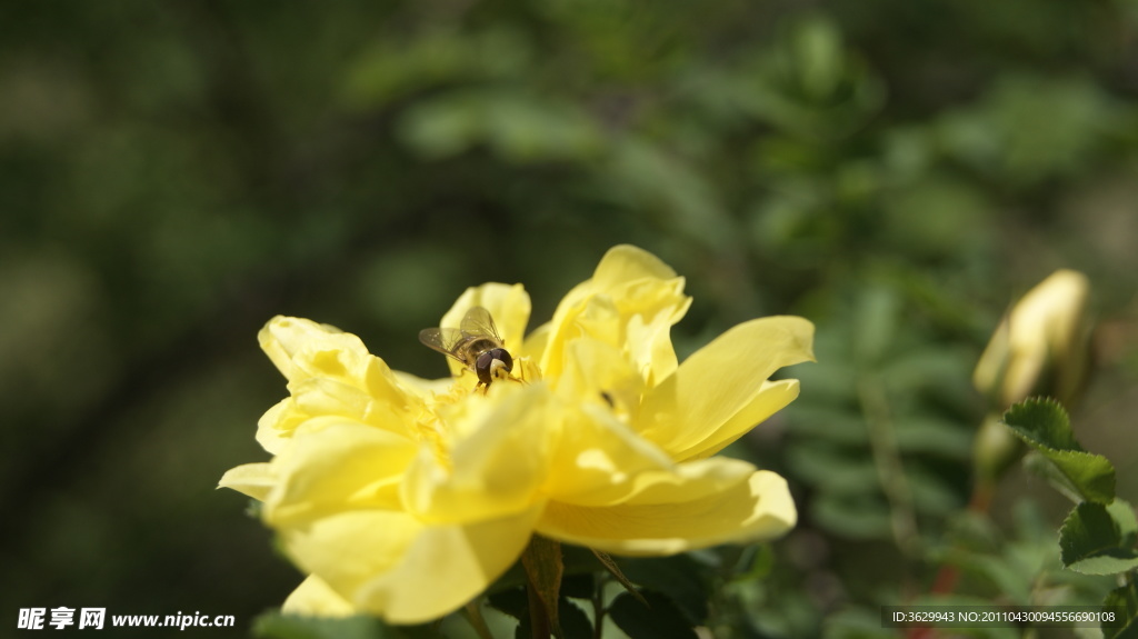 蜜蜂采花