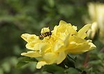 蜜蜂探花