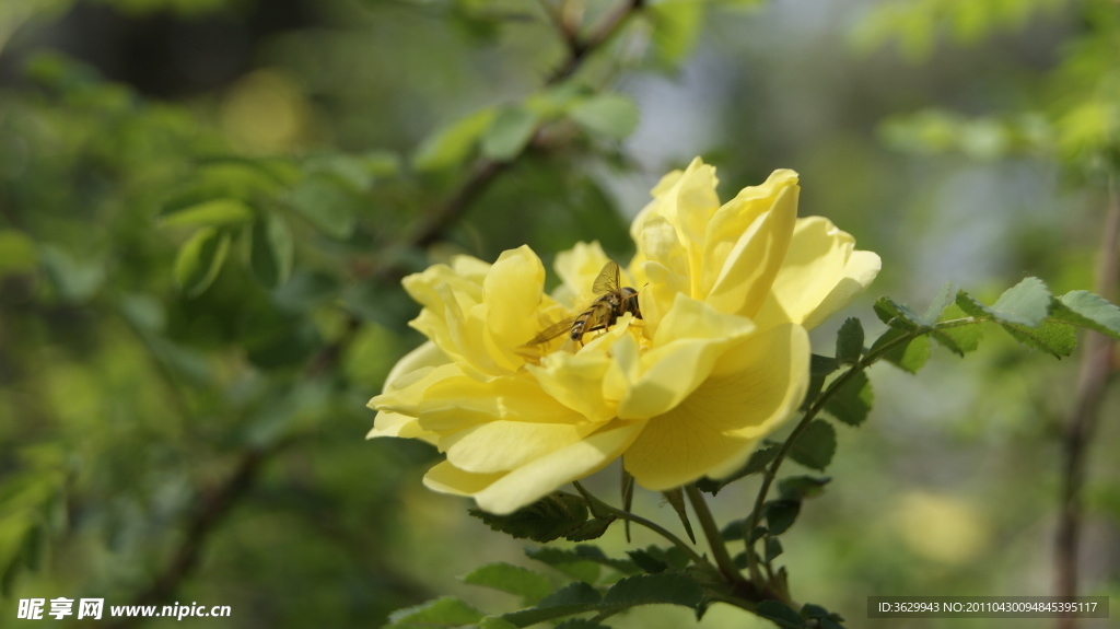 蜜蜂恋花