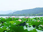 西湖荷塘