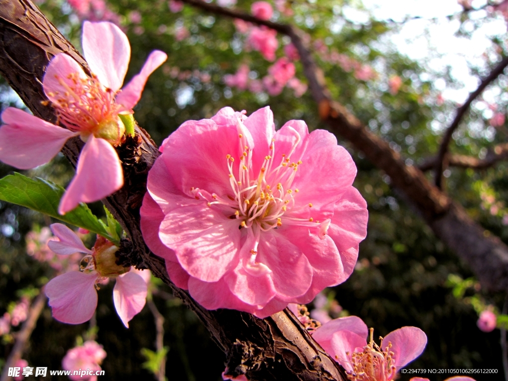 樱花