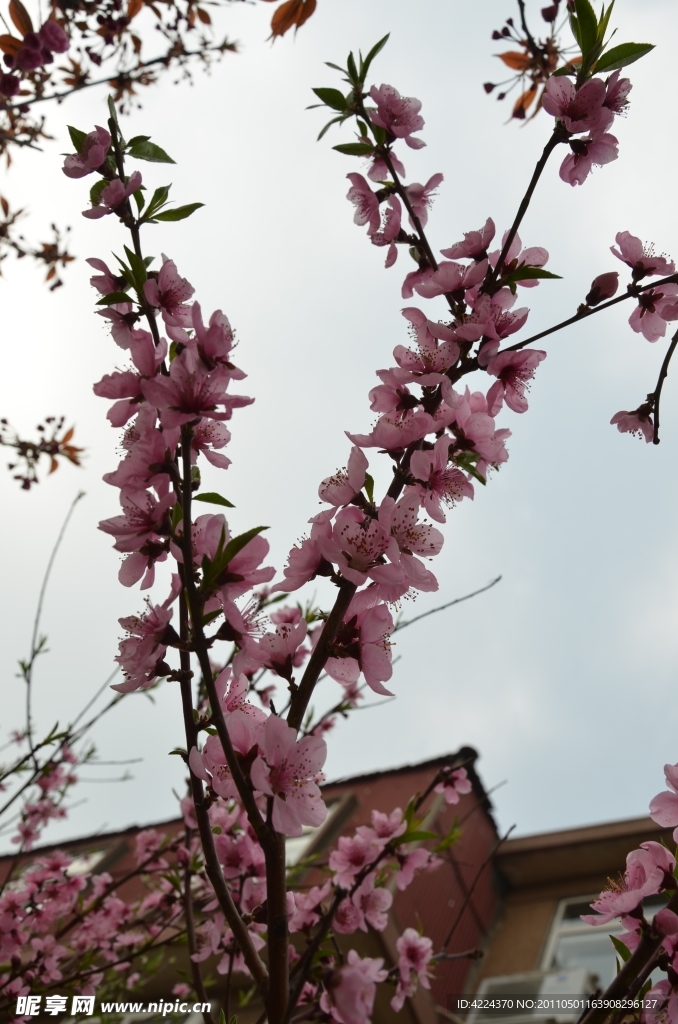 桃花