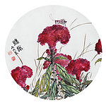 邱德镜 鸡冠花