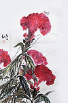鸡冠花 邱德镜