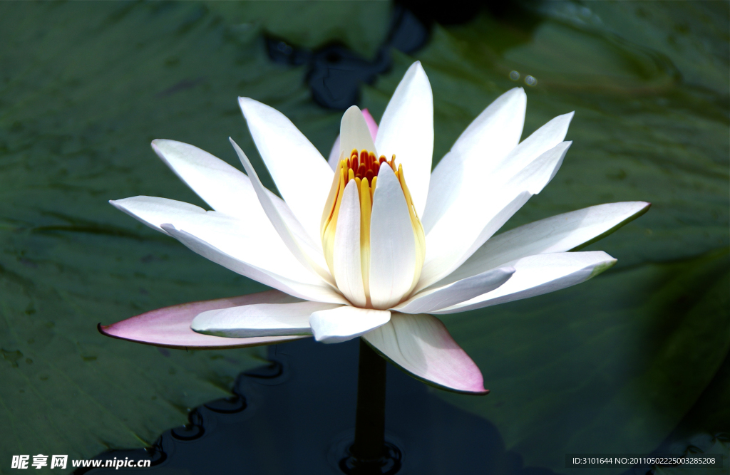 白色莲花