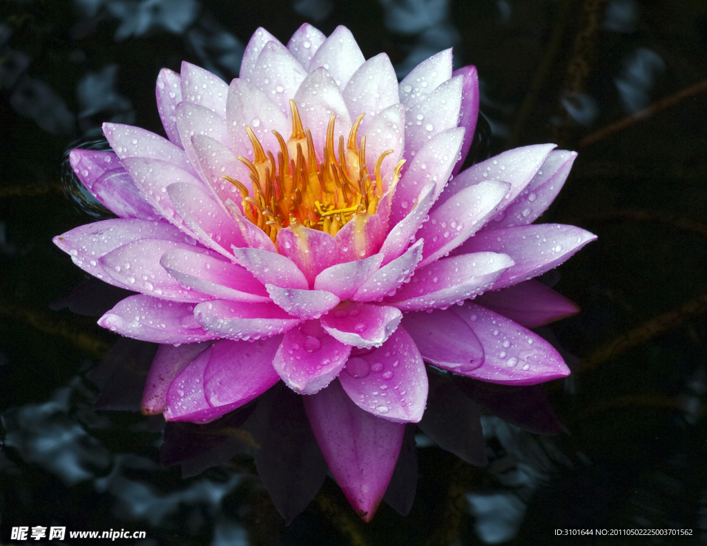 紫色莲花