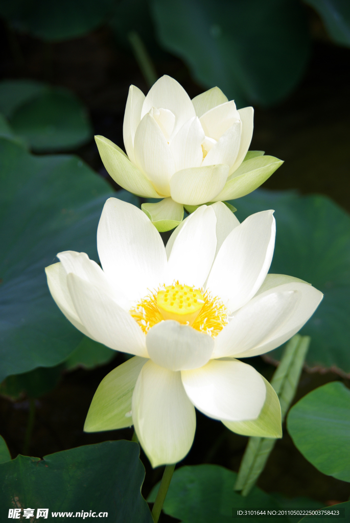 白色莲花