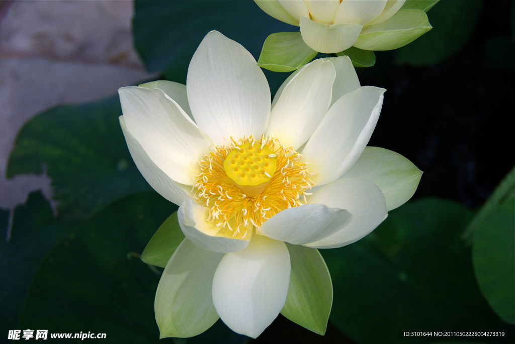 白色莲花