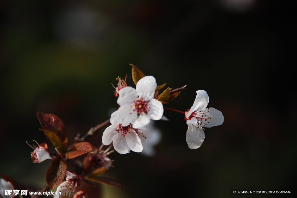 樱花