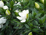 栀子花