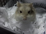 仓鼠