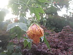 花树