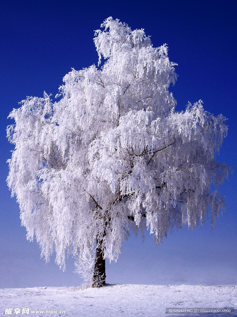 美丽的雪树