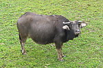 田间水牛
