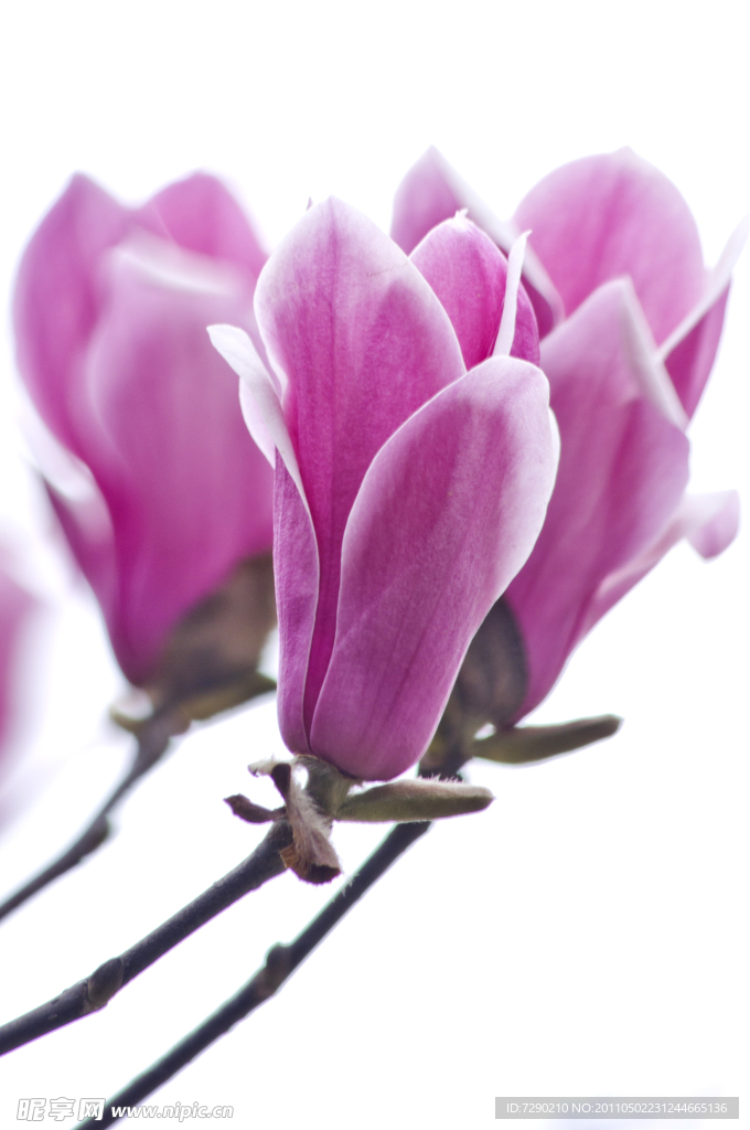 玉兰花