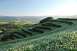层峦