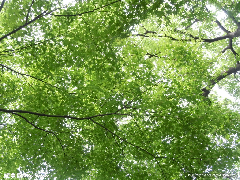 枫叶