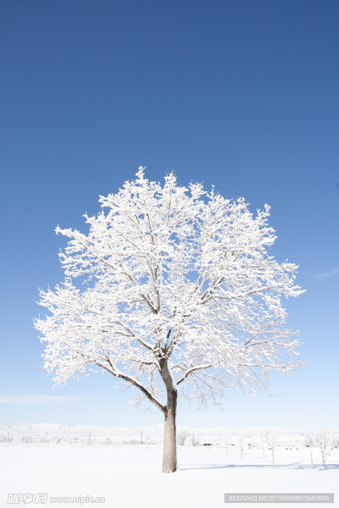 美丽的雪树