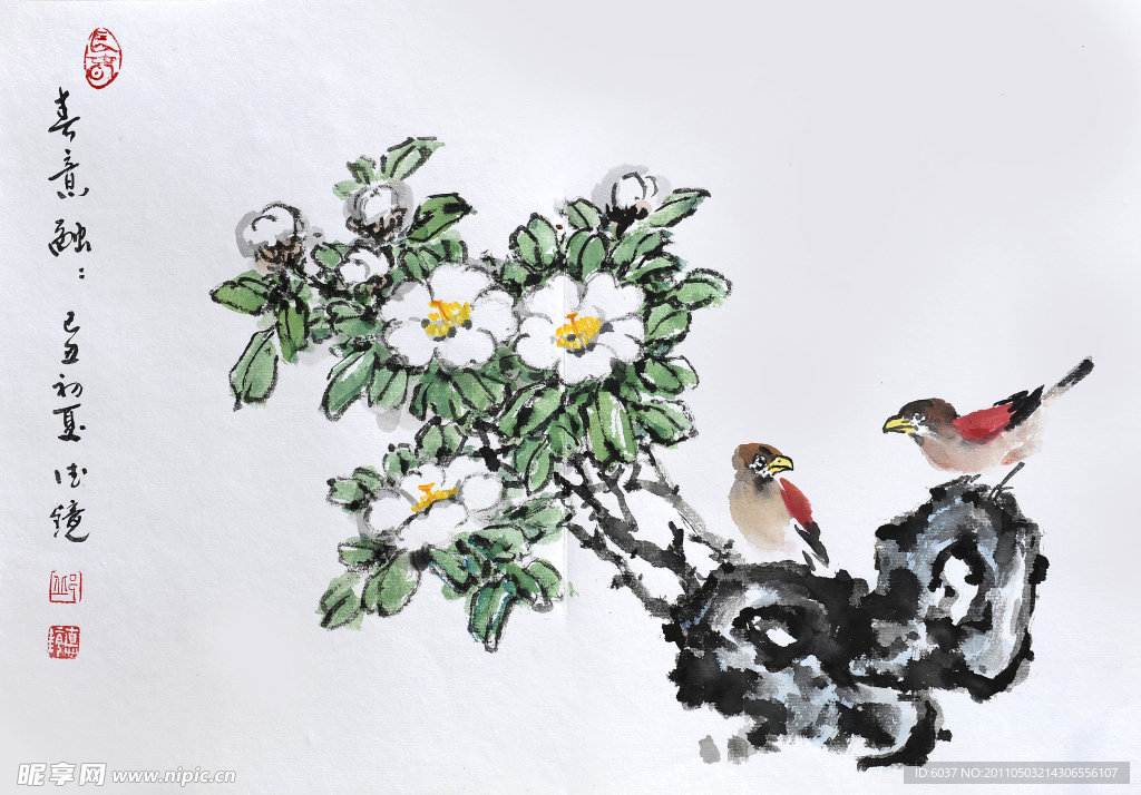 山茶花 邱德镜