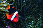 红色海鱼