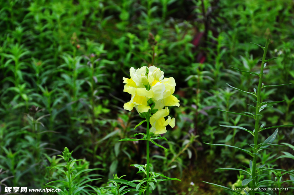 黄色木瓜式的花