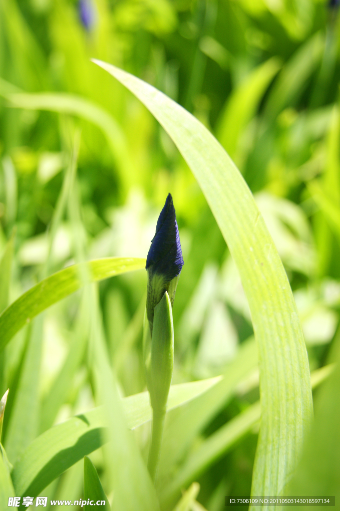 鸢尾花