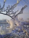 雪景