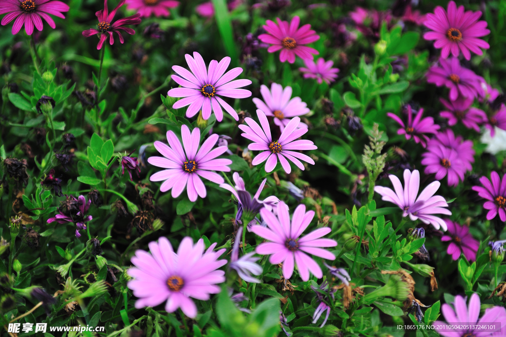 淡紫色小雏菊