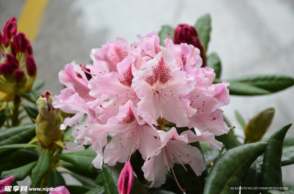 高山杜鹃花