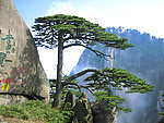 黄山奇松
